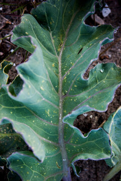 Close-up of green leaf