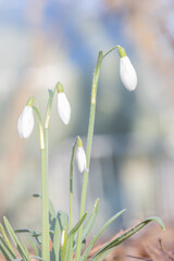 Fototapeta premium Galanthis nivalis,snowdrop flowers,springtime