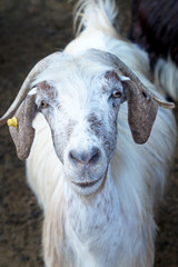 portrait of a goat