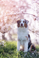 Dog, Australian Shepherd sitting under cherry blossoms in spring and looking at camera - 417324111