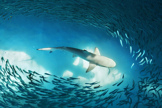Shark and small fishes in ocean