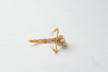 macro photo of scorpion sting 