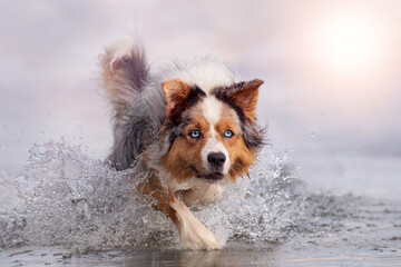 Dog, Australian Shepherd jumps in water while swimming in sea or lake - 417325174