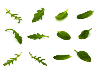 arugula and wild lettuce leaves in different angles on a white background