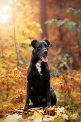 Dog, autumn, sits, lies in colorful autumn leaves - 417325586