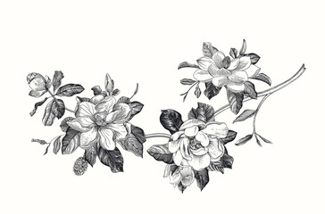 Magnolia grandiflora. Vector vintage botanical illustration. Black and white © OlgaKorneeva