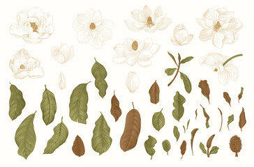 Magnolia grandiflora. Vector vintage botanical illustration. Set © OlgaKorneeva
