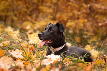 Dog, autumn, sits, lies in colorful autumn leaves - 417325763