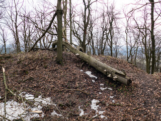 czech wood in the winter season