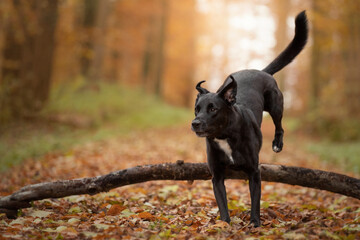 Dog, Labrador mix running jumps on a dirt road in autumn forest - 417325954
