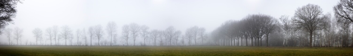 Obraz na płótnie Canvas Foggy landscape. Line of trees. Misty. Havelte. Drenthe Netherlands. Panorama.