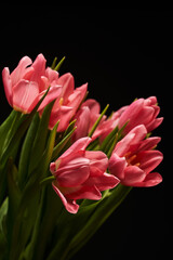 bouquet with beautiful pink tulips on a black background from below