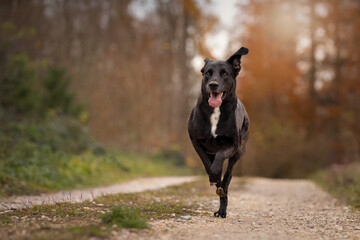 Dog, Labrador mix running jumps on a dirt road in autumn forest - 417326364