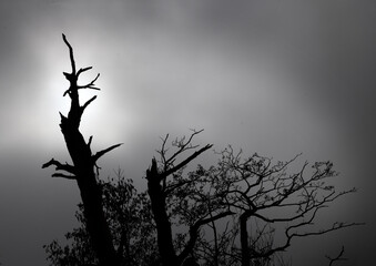 Dead tree branches in foggy sky. Uffelter binenveen. Drenthe Netherlands.