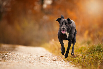 Dog, Labrador mix running jumps on a dirt road in autumn forest - 417326513