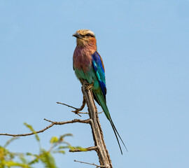 Lilac-breasted Roller