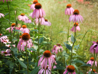 Obraz premium エキナセア Echinacea purpurea エキナケア