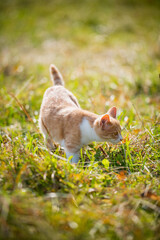 Little red kitten gets acquainted with nature in the village in the autumn grass.