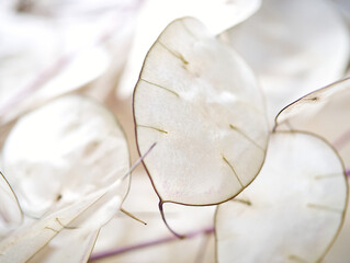 Silberling Lunaria warm Silberblatt