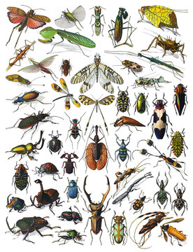 Insects biodiversity collection- vintage illustration from Larousse du xxe siècle