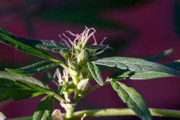 Blooming medical marijuana leaves close up. Juicy mature hemp bots. Grass pistils and stamens for the treatment of multiple sclerosis.