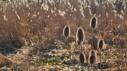 Reeds in the rays of the setting sun