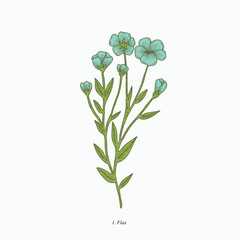flax flower hand drawn vintage botanical vector illustration. Isolated scientific plant illustration isolated on white background. Graphic design resources