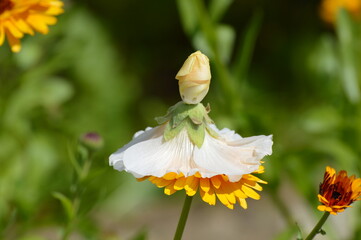 pupae mallow flowers