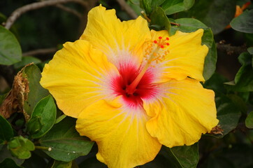 In The Spring Season yellow china rose in my garden