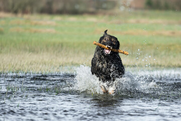 German shepherd dog playing in water with stick