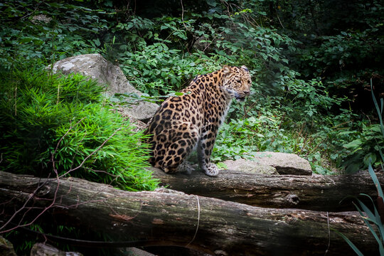 Leopard in zoo