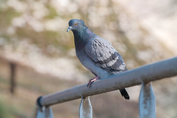 Gros plan de pigeon perché