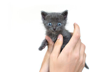 Gray cat in hands on a white background isolate. Newborn grey kitten