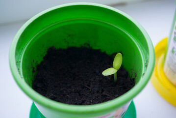 Green flower pot with a small green sprout in the ground close up