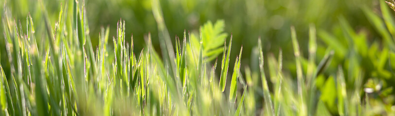 cropped picture for wallpaper. photo of spring grass lit from behind by spring sun. expressive, juicy green