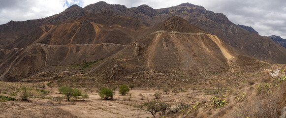 dry desert mountain landscape with green trees  in canon del colca (colca valley) in arequipa, peru