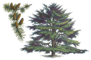 Cedar of Lebanon or Lebanese cedar (Cedrus libani) - vintage illustration from Larousse du xxe siècle - 417330979