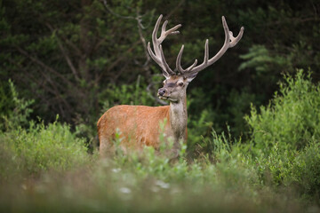 Red deer, cervus elaphus, with big antlers looking in forest in summertime nature. Wild mammal observing in woodland in spring. Brown stag standing in bushes.