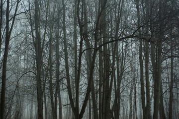 Blue fog in the gloomy forest.