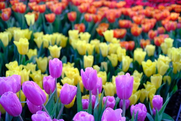 Big field of yellow violet and red tulips in garden.