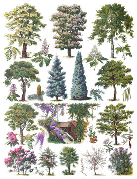 Tree collection - vintage illustration from Larousse du xxe siècle