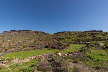 Fototapeta na wymiar Verdes prados en la cumbre de Gran Canaria, Islas Canarias. 