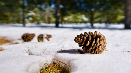 Snow melting in the spring. Pine cone above the snow. Yellowing plants and snow.