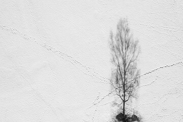 Tree shadow on a snowy surface of a field.  Bird’s eye view shot.