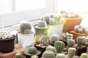 the Perfect Cactus  indoor Garden 