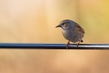 Heckenbraunelle
Prunella modularis
