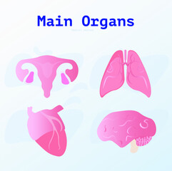 Organs illustration