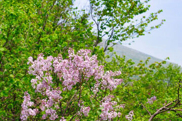 Obraz premium Wild lilac flowers blossom in the national park mountain Rtanj in Eastern Serbia