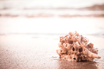 Fototapeta premium hermit crab Shell On Golden Beach 