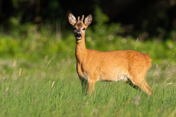 Roe deer, capreolus capreolus, looking on green field in summer sunshine. Roebuck standing on grass on sunshine. Male mammal with velvet antlers watching on pasture.